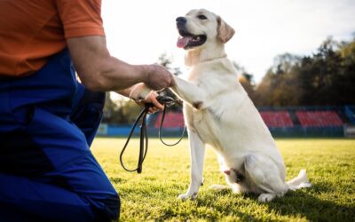How Long Does It Take to Train a Dog?