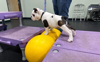 Dog Rehab to Speed Up Post-Surgery Recovery
