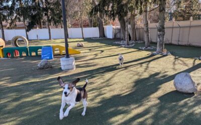 Is Doggy Daycare Right for My Dog?