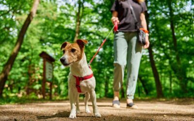 Spicing Up Your Dog’s Daily Walks