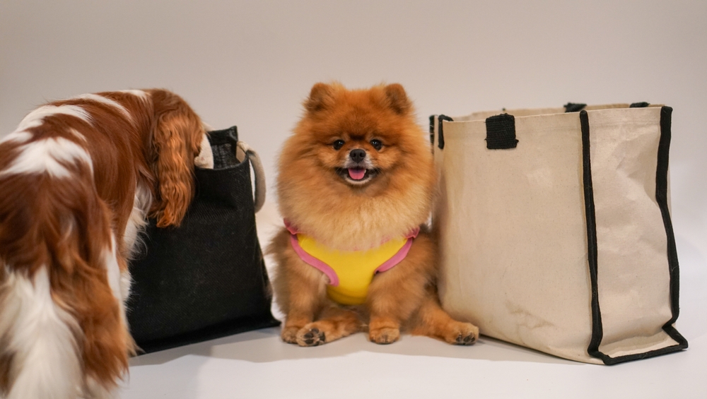What to Pack in Your Dog’s Boarding Bag