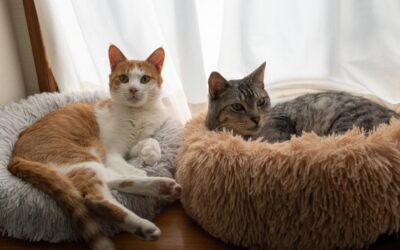 What Happens When One Cat in a Multi-Cat Household Dies?