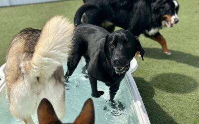 How Playgroups Help Shy Dogs Build Confidence