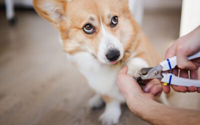 Why Some Dogs Hate Nail Trims…and How We Can Make It Better