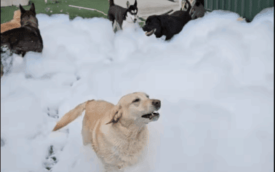 Why Dog Foam Parties Are Great for Social Dogs