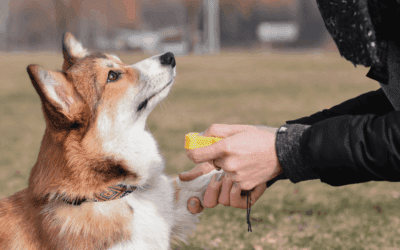 Is Group Training or Private Training Best for My Dog?