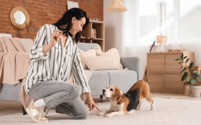 Training Tips for the “Teenage” Dog Stage