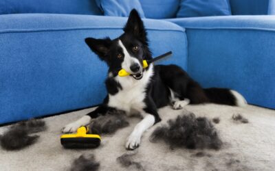 Best Grooming Tools for Pets