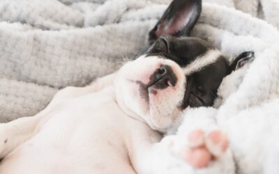 Why Dog Boarding Is Safer Than Leaving Your Dog at Home