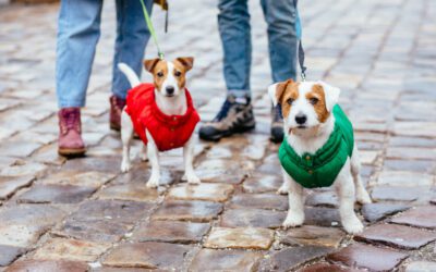 5 Essential Cues That Every Dog Should Know (And Why They Matter)