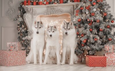 The Holiday Pet Grooming Checklist