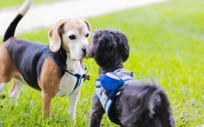 Why Puppy Socialization Matters So Much