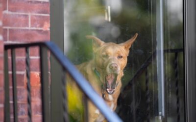 Socializing a Rescue Dog With an Unknown History