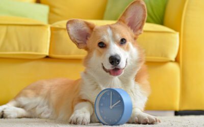 How a Daily Routine Helps Dogs Feel Safe, Calm, and Well-Behaved