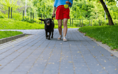 The Benefits of Training Walks for Dogs vs Casual Walks