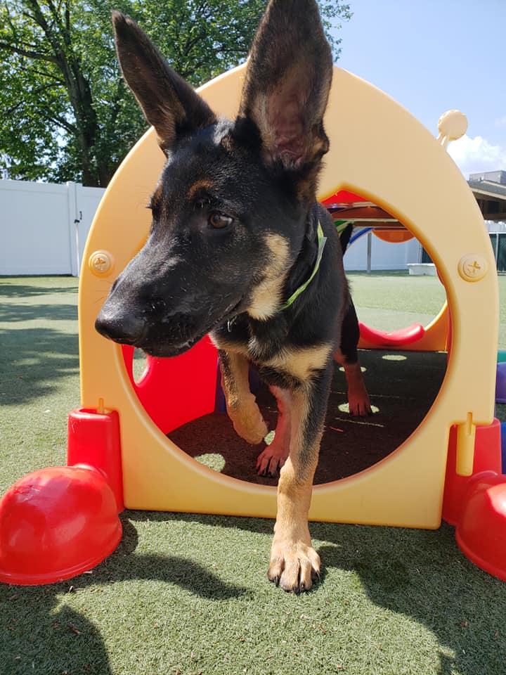 Dogs enjoying the large turf yard at ULPS daycare.