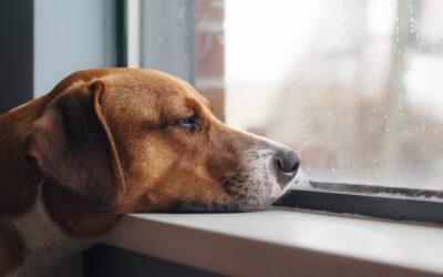Is Your Dog Bored? 5 Signs They Need More Mental Stimulation