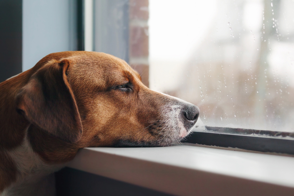 Dog resting its head on a windowsill