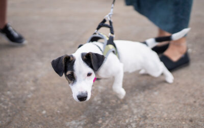 Why Some Dogs Pull, Lunge, or Bark on Walks—And What to Do About It