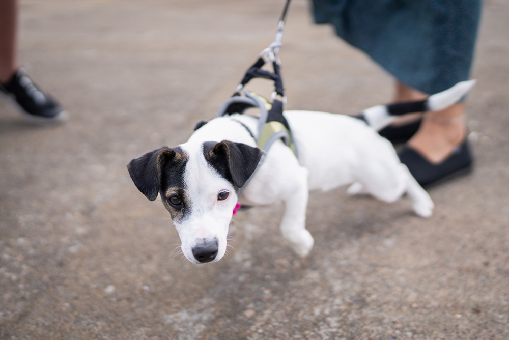 dog wearing a harness