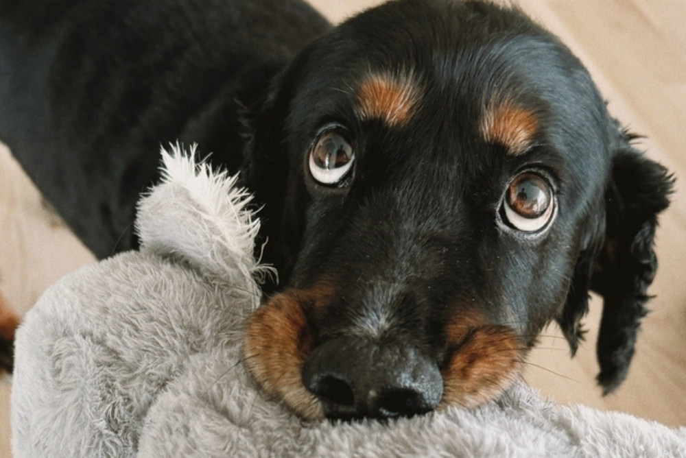 A puppy with a stuffed toy in its mouth