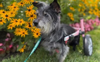Supporting Dogs With Special Needs During Boarding, Daycare, Grooming, and Training