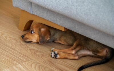 The First 30 Days With an Adopted Dog: Helping Your New Pet Settle In