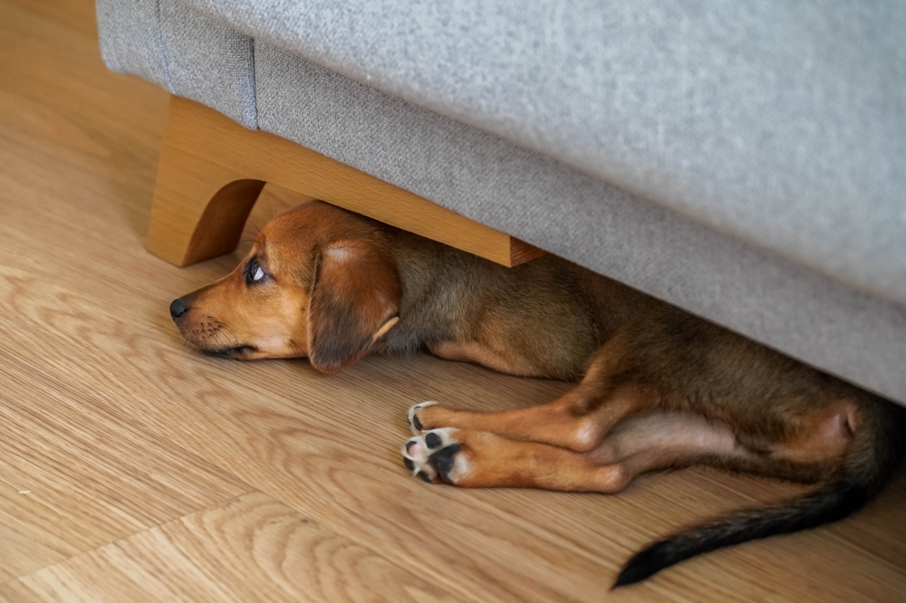 A small brown puppy rests beneath a gray sofa